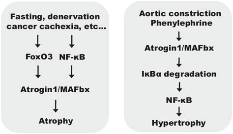 n atrophying skeletal muscles, diverse catabolic stimuli activate FoxO3 ...