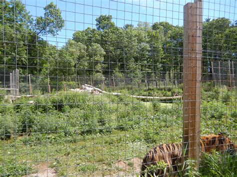 7/13/2016 - Bengal Tiger Habitat #1 - ZooChat