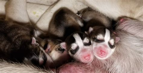 Siberian Husky newborn puppies