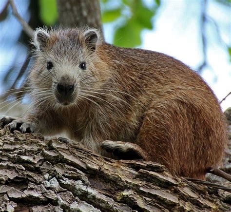 Hutía y solenodonte, únicos mamíferos endémicos sobrevivientes de la isla