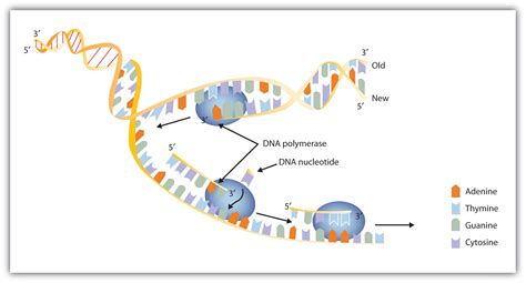 Replication and Expression of Genetic Information