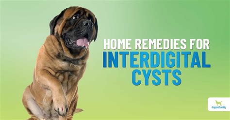 Home Remedies For Your Dog’s Interdigital Cysts - Dogs Naturally ...