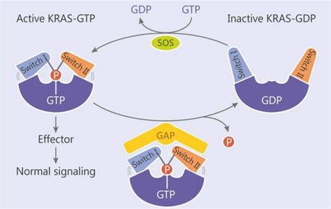 What is the Kras gene? - ADC Technologies