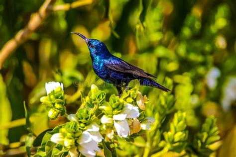 HUMMINGBIRDS stock photo. Image of bird, humming, birds - 69363190