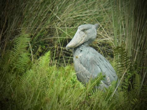 Conservation plan for the Shoebill - BirdLife International