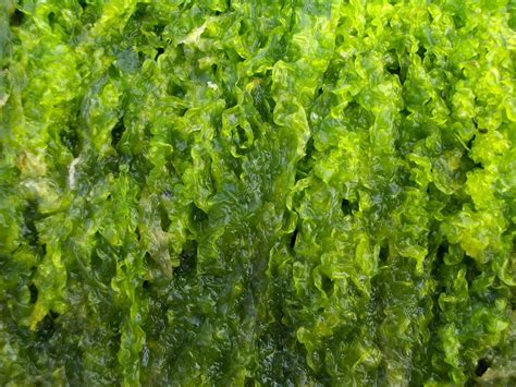 Bright Green Seaweed I 1 Free Photo Download | FreeImages