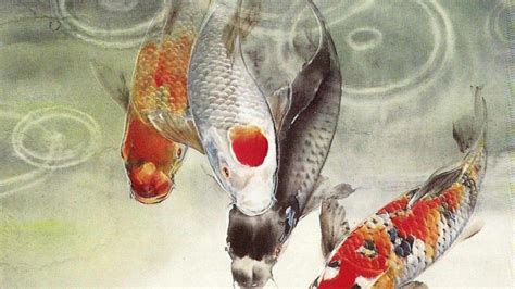 Japanese Koi Fish Wallpapers - Top Free Japanese Koi Fish Backgrounds - WallpaperAccess