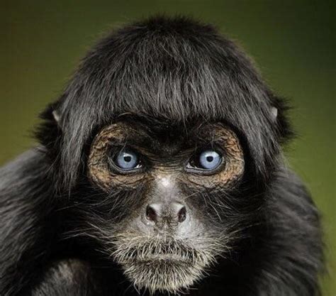 Peruvian Black Spider Monkey that is one of the rarest monkey species in the ... | Rebrn.com