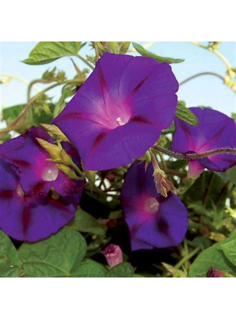 Morning Glory Flower Seeds in Seed Gardening - Walmart.com