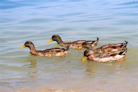 Four Ducks Swimming in a Group Stock Photo - Image of black, yellow ...