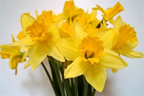 daffodils bouquet | more gorgeouxness | gorgeoux | Flickr