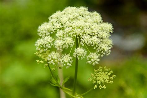 Hemlock Poisoning in Dogs - Symptoms, Causes, Diagnosis, Treatment ...