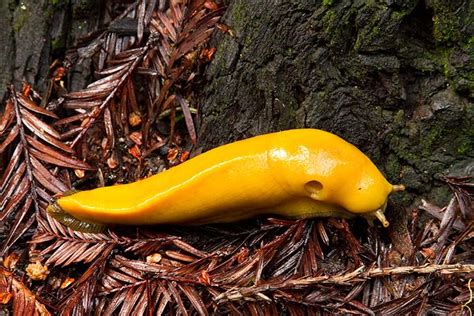 17 Best images about Banana Slug on Pinterest | Santa cruz, Gardens and ...