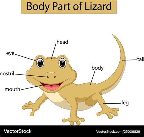 Lizard External Anatomy