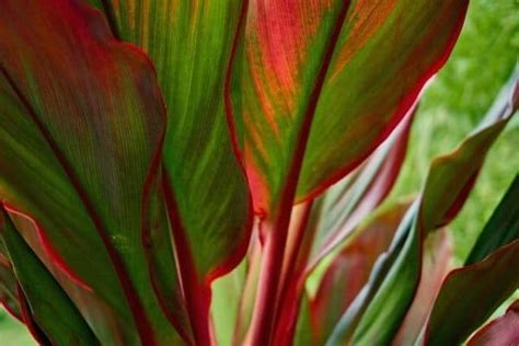 10 Houseplants With Red Leaves – Urban Garden Gal