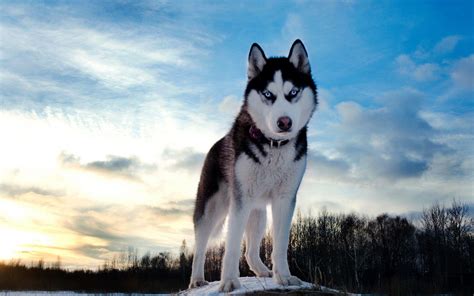 Siberian Husky Wallpapers - Wallpaper Cave