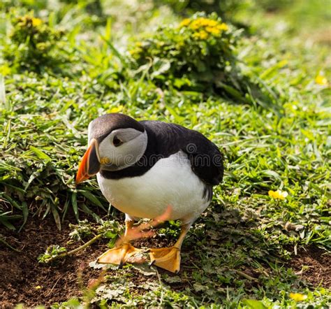 Nesting puffins stock image. Image of fauna, chicks, puffin - 75888819