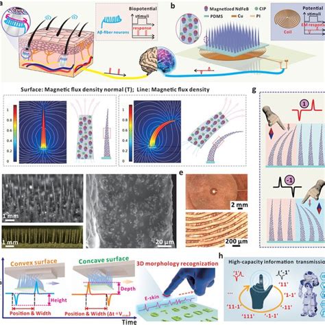 a) Illustration of the tactile perception mechanism of human skin. b)... | Download Scientific ...