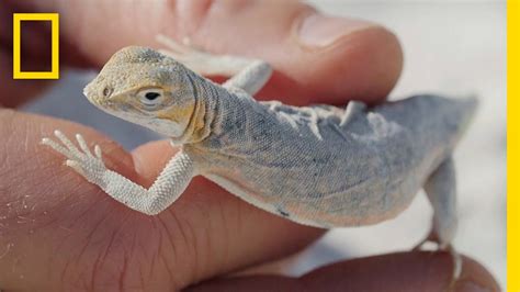 Why These Cute Little Lizards Are Changing Colors to Survive | National Geographic - YouTube