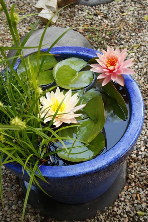 How to make a water garden in a container | SA Garden and Home | Small ...