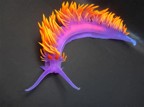 Spanish Shawl (Nudibranchs and Other Sea Slugs of California) · iNaturalist