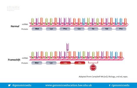 Frameshift Mutation — Definition & Examples - Expii