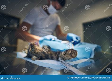 Surgery at animal hospital stock image. Image of indoors - 192348353