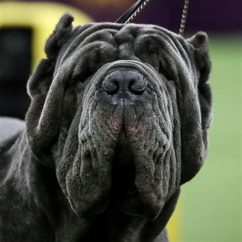 Which Dog Breeds Are Black