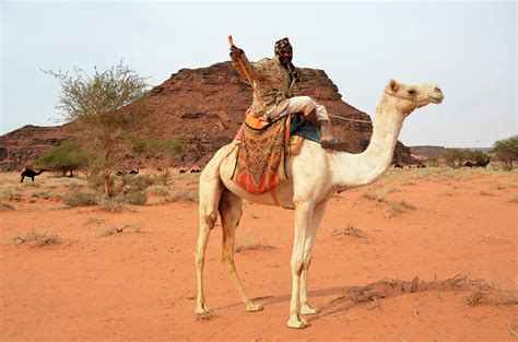 A brief encounter with the camel culture of Saudi Arabia – and how camels replaced cattle during ...