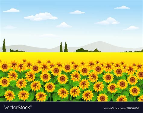 Sunflower field Royalty Free Vector Image - VectorStock