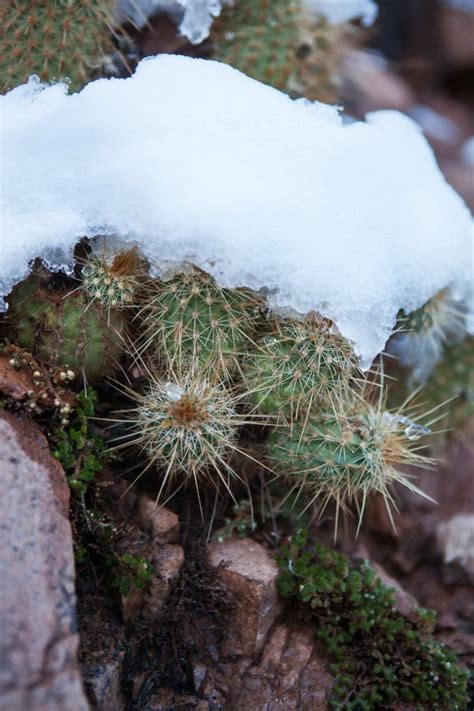 Snowy Cactus - Rare Arizona Storm Stock Image - Image of desert, wilderness: 56750447