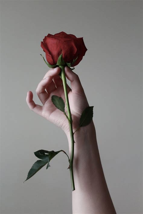 How the Rose Became the Symbol of Love | by INFINITE PASSION | Medium