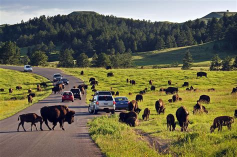 Custer State Park South Dakota Lodging at Roxanna Ahlers blog