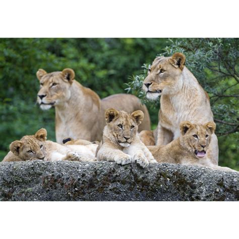 Contemporary Lion Family Wallpaper Mural for Bedroom Custom Wall ...