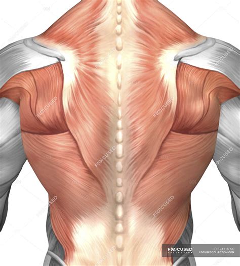 Male muscle anatomy of the human back — posterior, myology - Stock Photo | #174716090