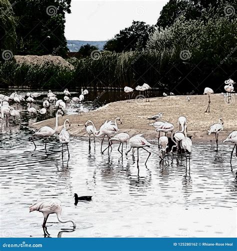 White Flamingos in an Unnatural Habitat Stock Photo - Image of nature, centre: 125280162