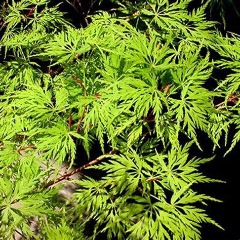 ACER palmatum Seiryu - Essence Of The Tree