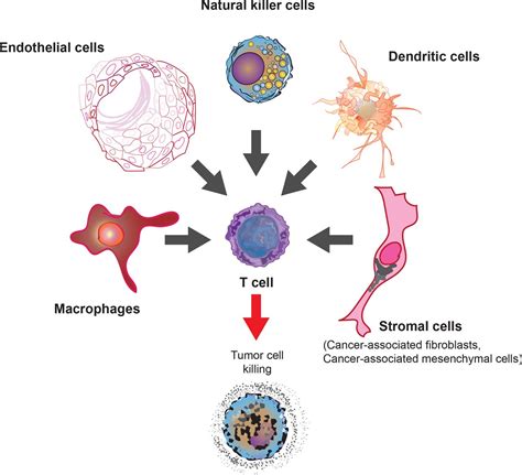 Lifting the innate immune barriers to antitumor immunity | Journal for ...