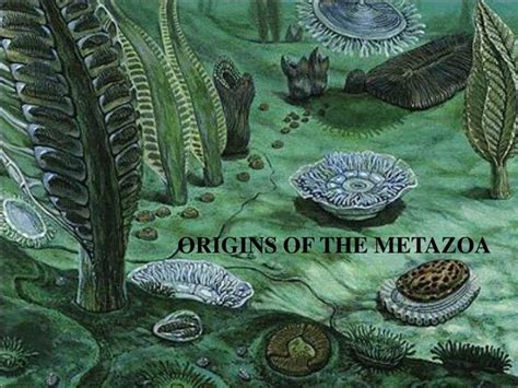 PPT - ORIGINS OF THE METAZOA PowerPoint Presentation, free download - ID:2028113