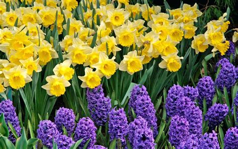 Daffodil Wallpapers - Top Free Daffodil Backgrounds - WallpaperAccess