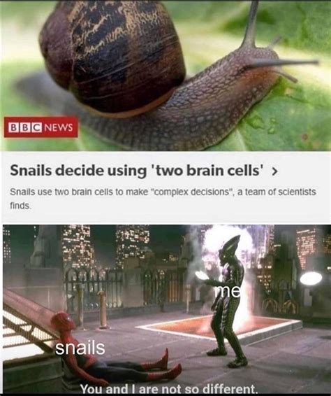 A snail meme :D (kinda offensive lol) : r/snails