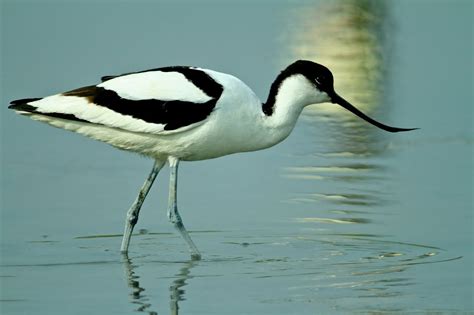 The Bird Echelon, Pied Avocet (Recurvirostra avosetta) What better...