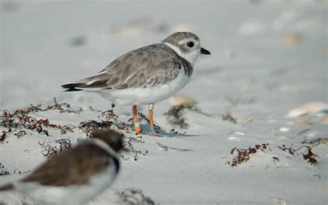 Little Talbot Island State Park Jacksonville Nature Things To Do