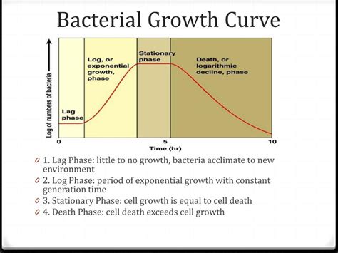 PPT - Microbial Growth and The Control of Microbial Growth PowerPoint Presentation - ID:2275713