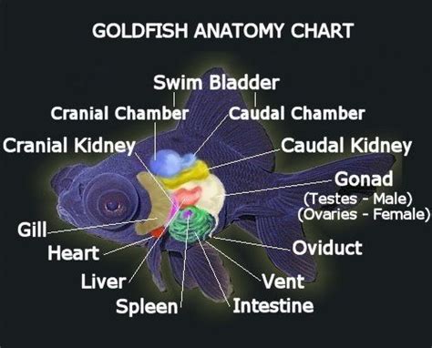 Image result for goldfish size chart | Goldfish, Goldfish aquarium ...