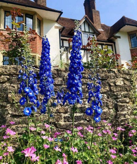 20 Most Beautiful Types of Delphinium Varieties | Balcony Garden Web