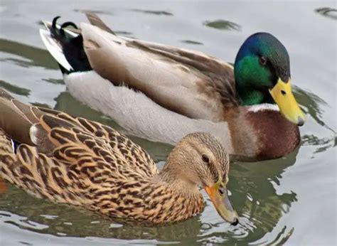 Differences Between Geese vs Ducks - Sand Creek Farm