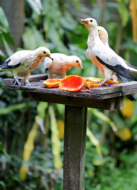 Birding at KL Bird Park, Kuala Lumpur, Malaysia | Will Fly for Food