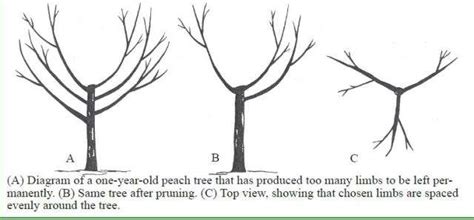 How to care for and prune peach trees | Gardenologist