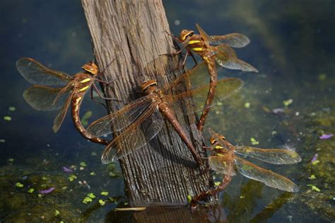 Life Cycle And Biology - British Dragonfly Society